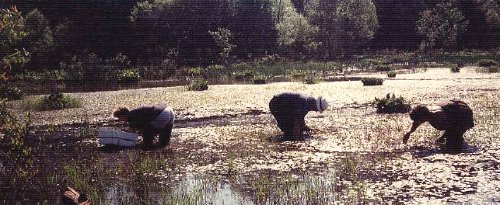 Harvesting Pond Plants